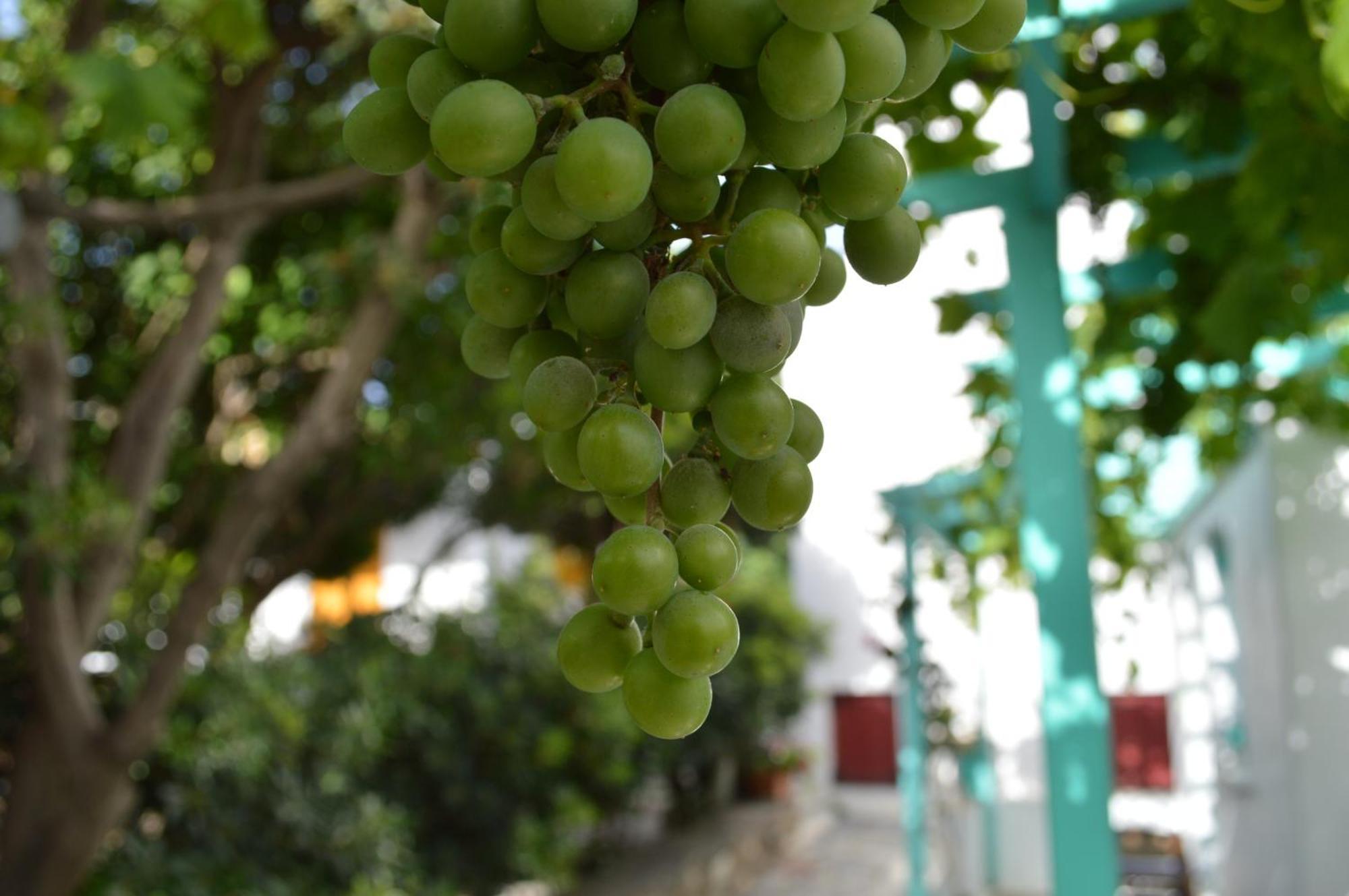 Aegean Village Páros Dış mekan fotoğraf