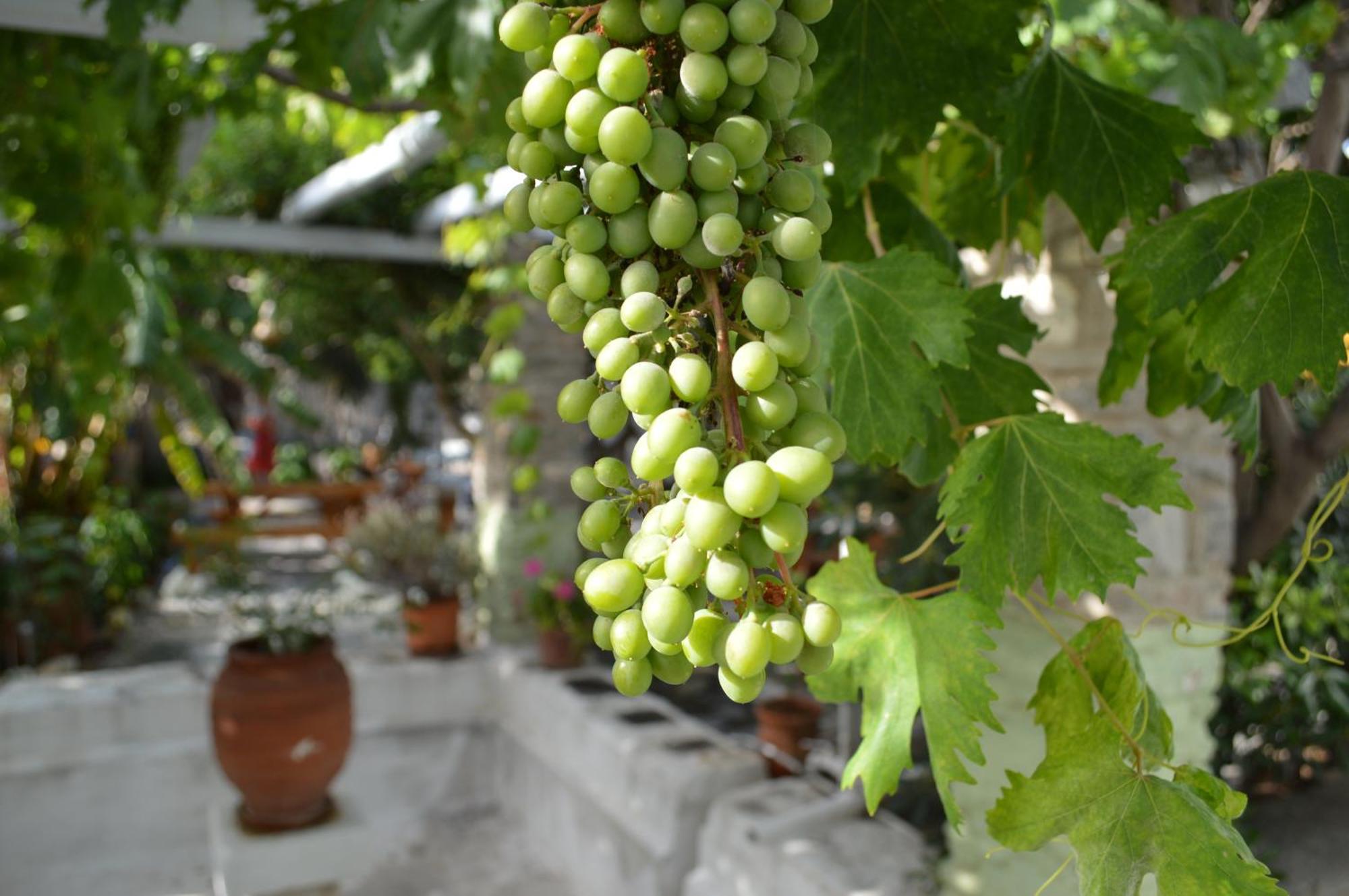 Aegean Village Páros Dış mekan fotoğraf